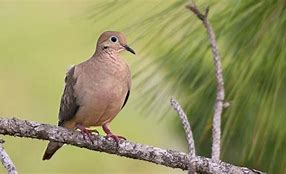 Mimpi Dapat Burung Perkutut 3 Ekor